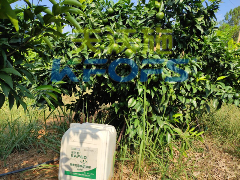 果樹使用哪種水溶肥能順利過冬？