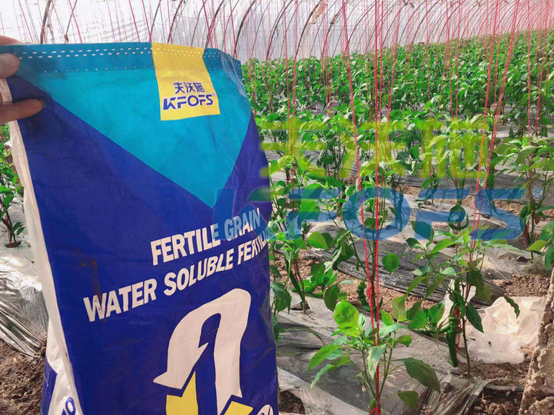 進口肥-辣椒使用沃葉顆粒水溶肥效果.png