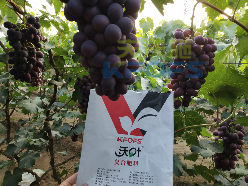 進(jìn)口肥-葡萄使用沃葉粉劑大量元素水溶肥效果.png