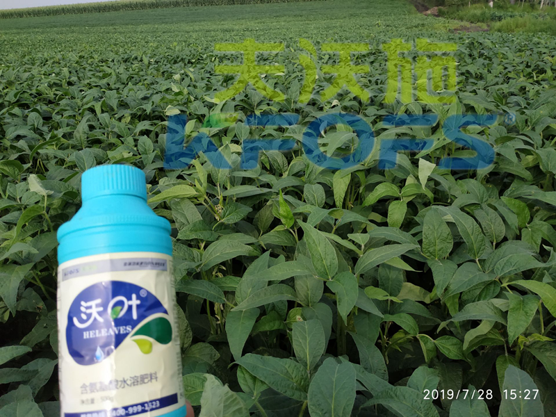 葉面肥增產(chǎn)增質(zhì)的正確使用方法