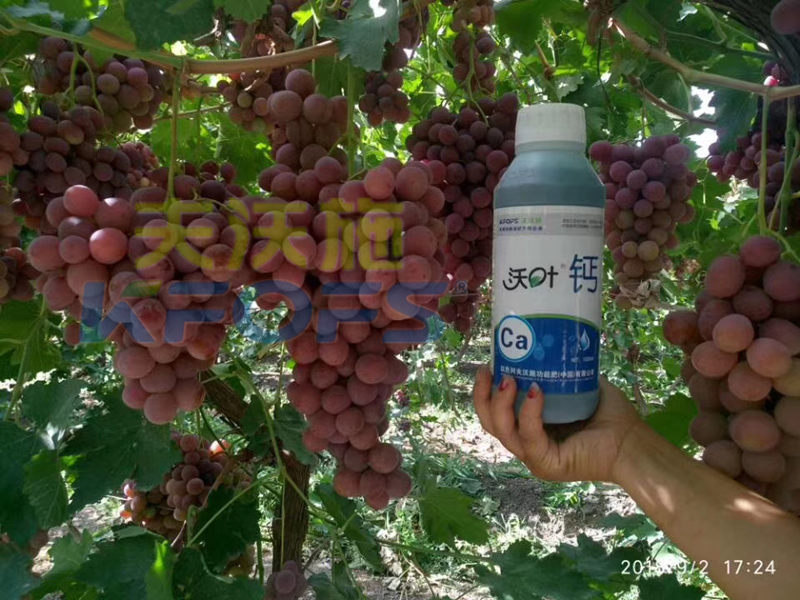 水溶肥的正確使用方法，葡萄這樣做可以豐收