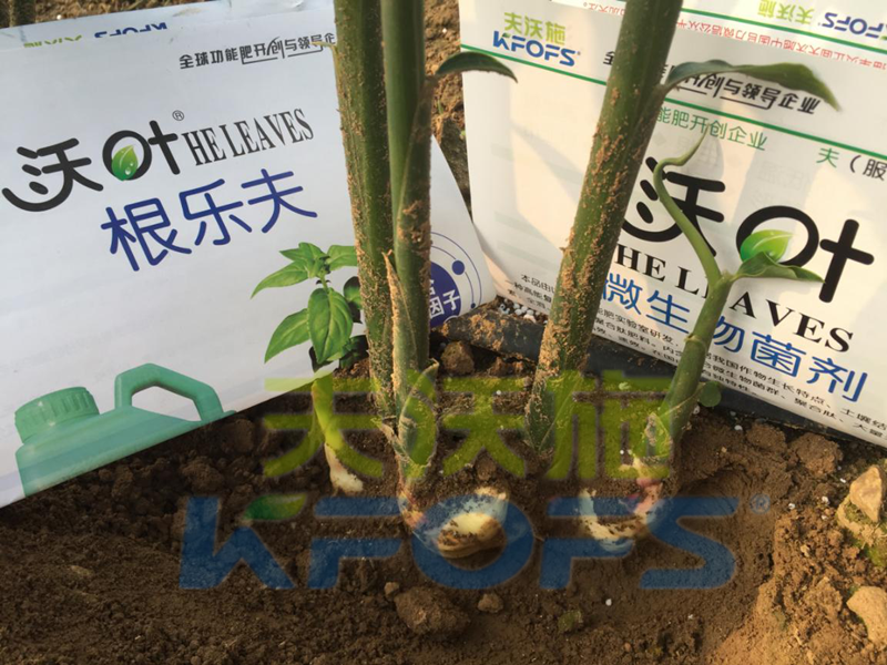 水溶肥怎么用效果好，大姜如何使用