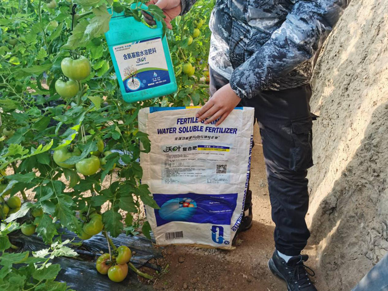水溶肥-西紅柿用夫沃施顆粒水溶肥效果1.png