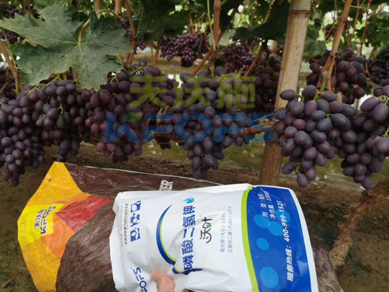 水溶肥市場亂象橫生，什么產(chǎn)品才是制勝法寶？