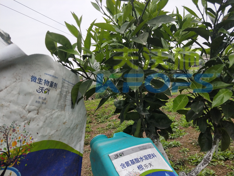 水溶肥-愛(ài)媛用沃葉根樂(lè)夫微生物菌劑效果.png