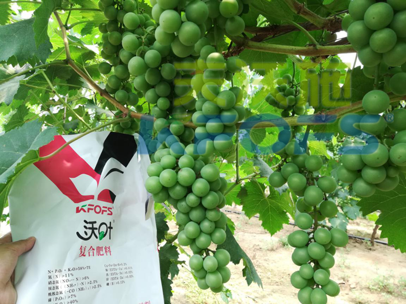 水溶肥哪個品牌好？來看看種植戶怎么說！