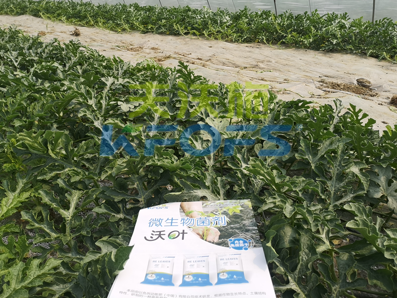 微生物菌劑是什么？為什么非用不可呢？