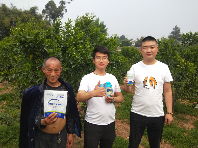 葉面肥-柑橘使用沃葉葉面肥+二氫鉀+硼肥效果1.png