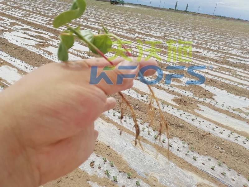 水溶肥哪個(gè)品牌好？種植戶是這樣說(shuō)的