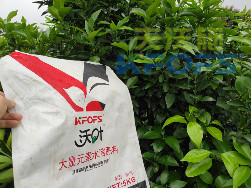 水溶肥-柑橘使用沃葉大量元素水溶肥效果.png