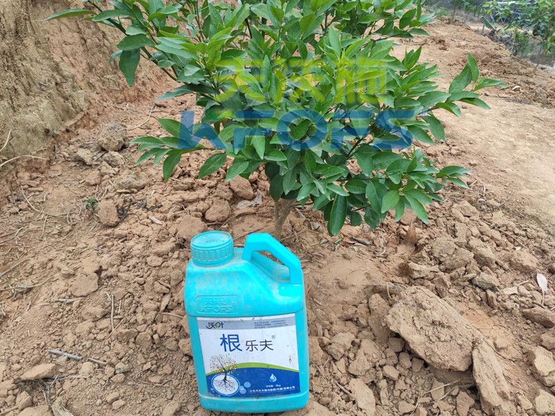 生根劑如何選擇？這篇說全了