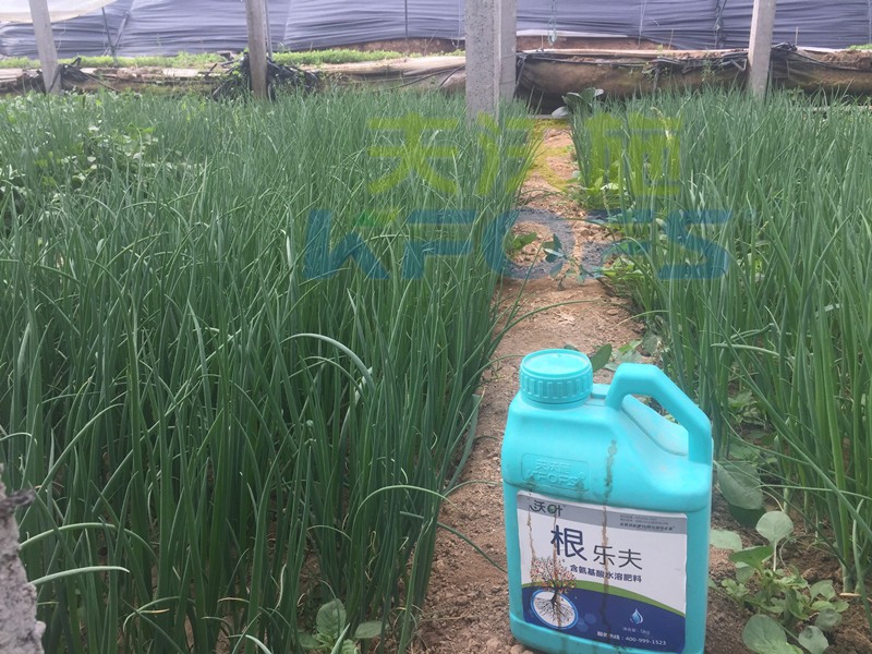 生根劑-香蔥使用沃葉根樂(lè)夫生根劑效果.jpg