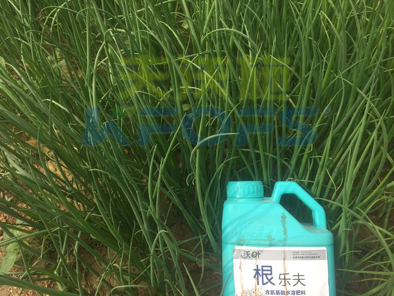 生根劑-香蔥使用沃葉根樂(lè)夫生根劑效果1.jpg