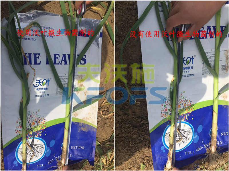 微生物菌劑能否解決土壤問題，改善作物品質(zhì)