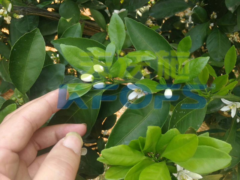 果樹(shù)?；ū９~面肥如何選擇