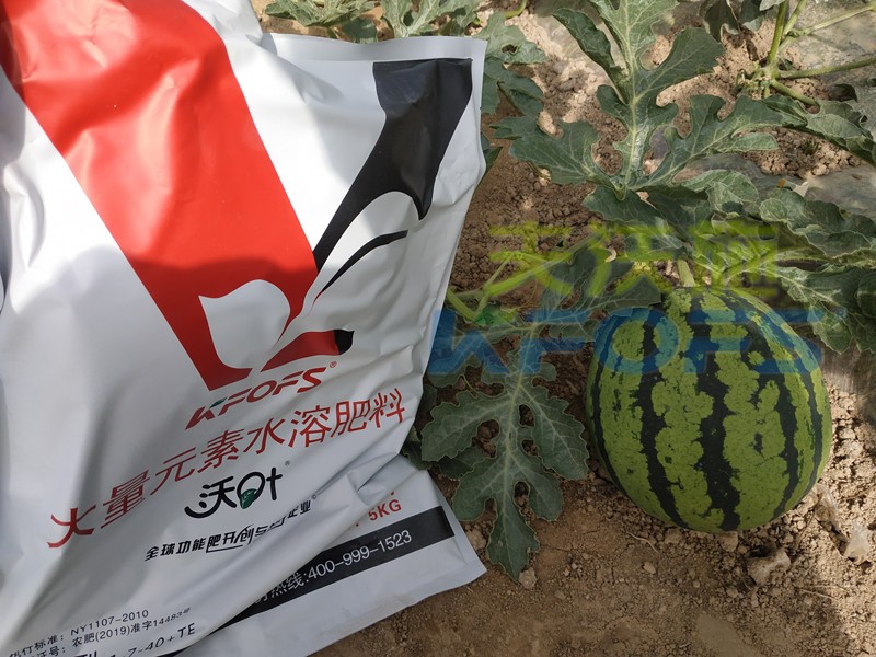 大量元素水溶肥-西瓜用沃葉大量元素效果.jpg