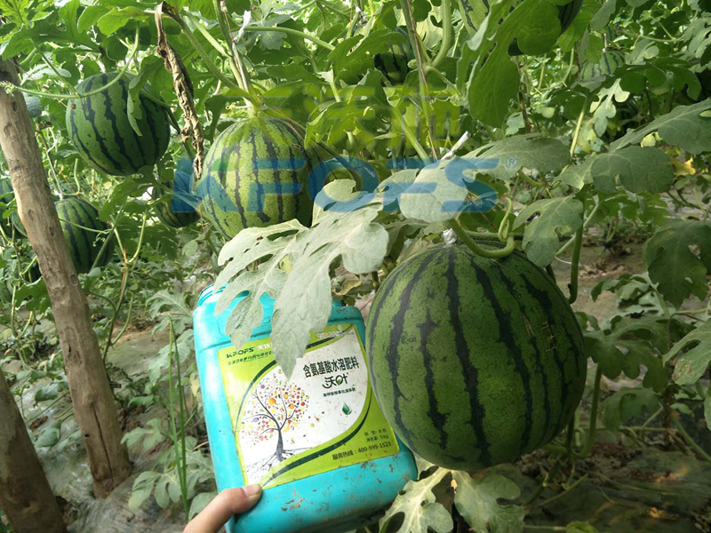 沖施肥對(duì)西瓜生長(zhǎng)的好處