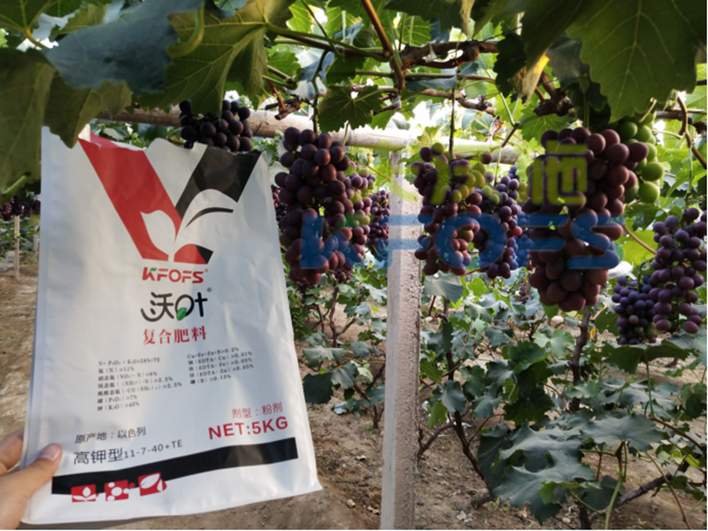水溶肥-葡萄用沃葉大量元素水溶肥效果2.png