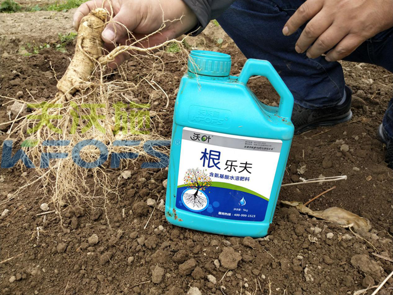 水溶肥-西洋參用沃葉水溶肥效果.png