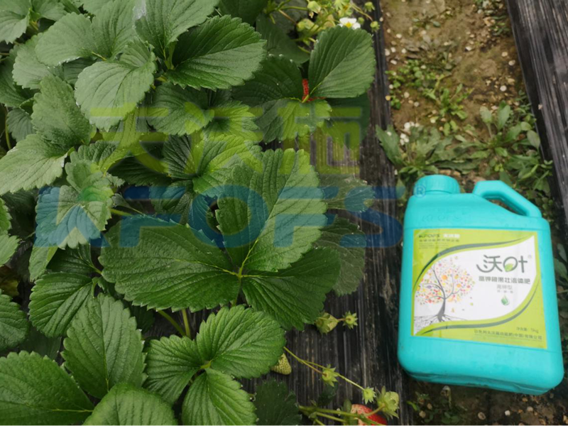 水溶肥-草莓用沃葉流體水溶肥效果.png