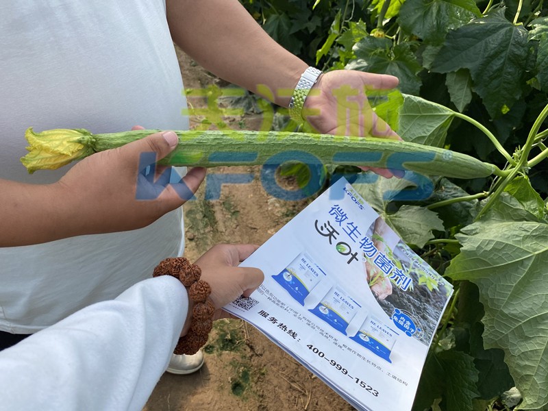 水溶肥廠家產(chǎn)品具備這些，值得信賴！