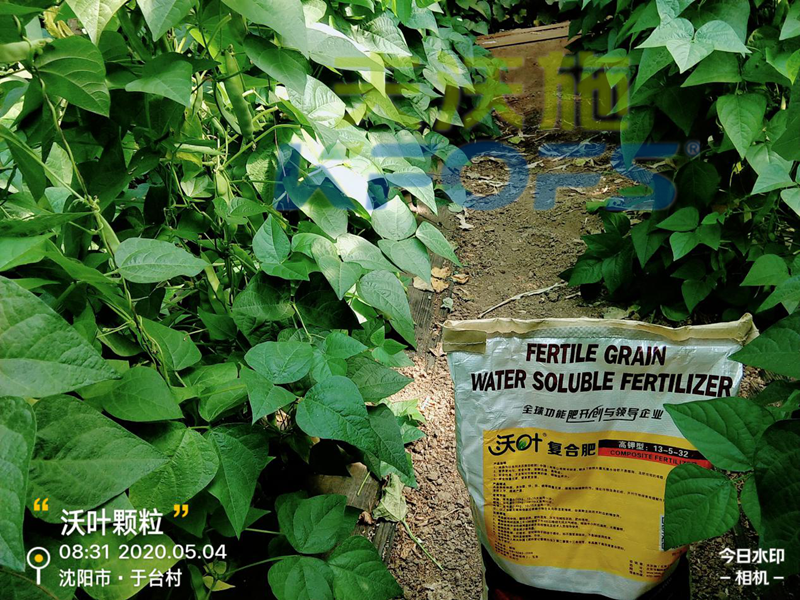 顆粒水溶肥-豆角用沃葉顆粒水溶肥效果1.png 顆粒水溶肥-豆角用沃葉顆粒水溶肥效果1.png