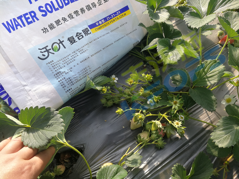 顆粒水溶肥哪款的值得買？