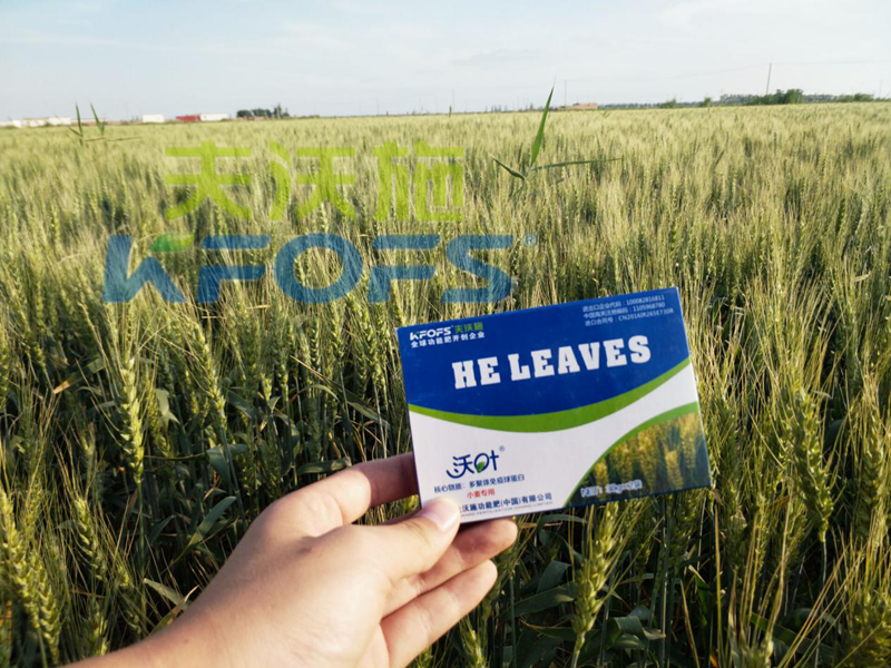 沃葉水溶肥效果怎么樣？