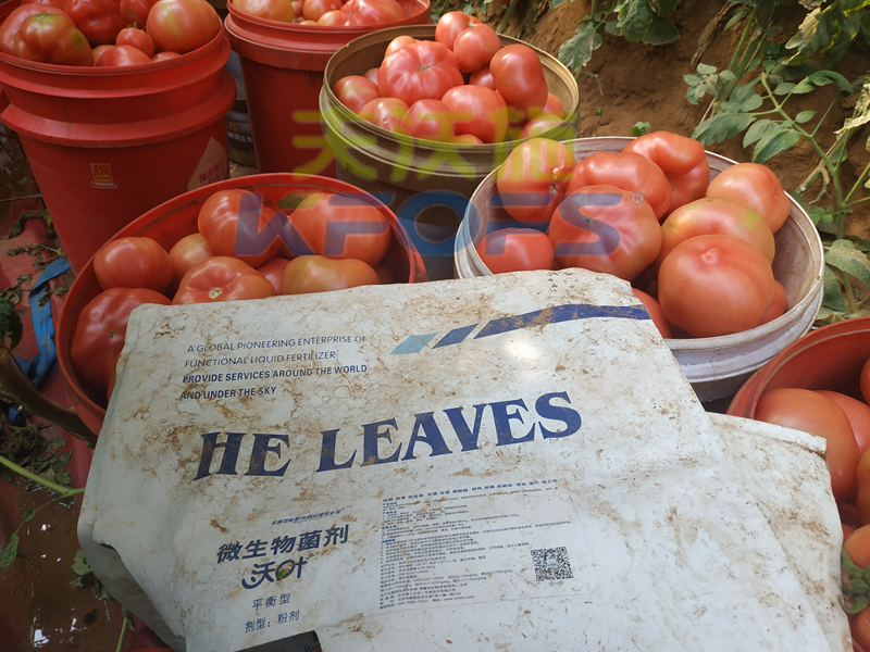 微生物菌劑-番茄用沃葉微生物菌劑效果.png