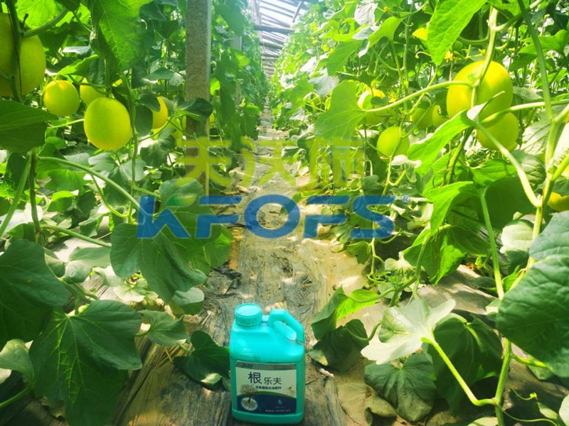 水溶肥選擇有困難，這篇文章幫助你！