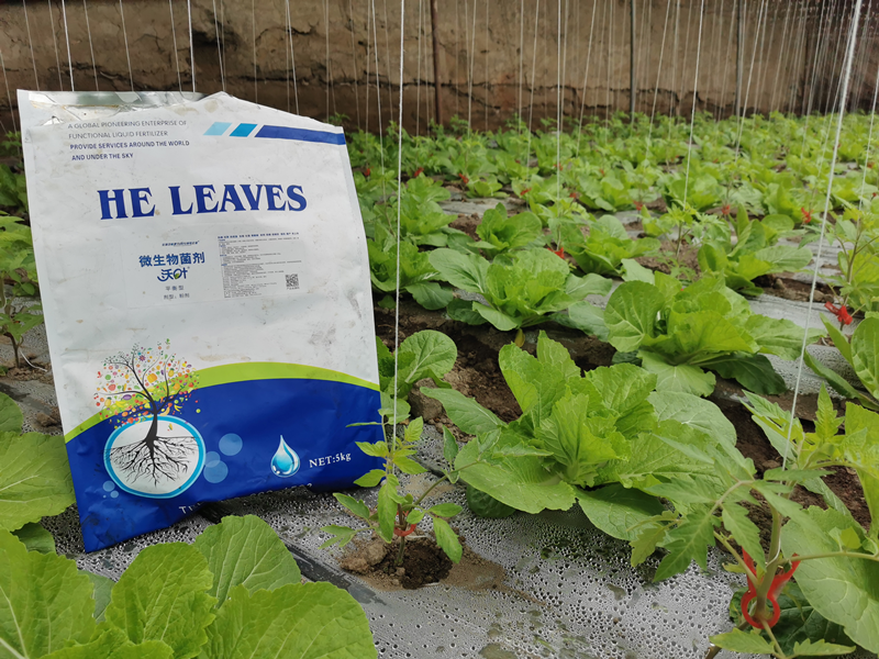 白菜上什么肥料長得又快又大，你知道嗎？