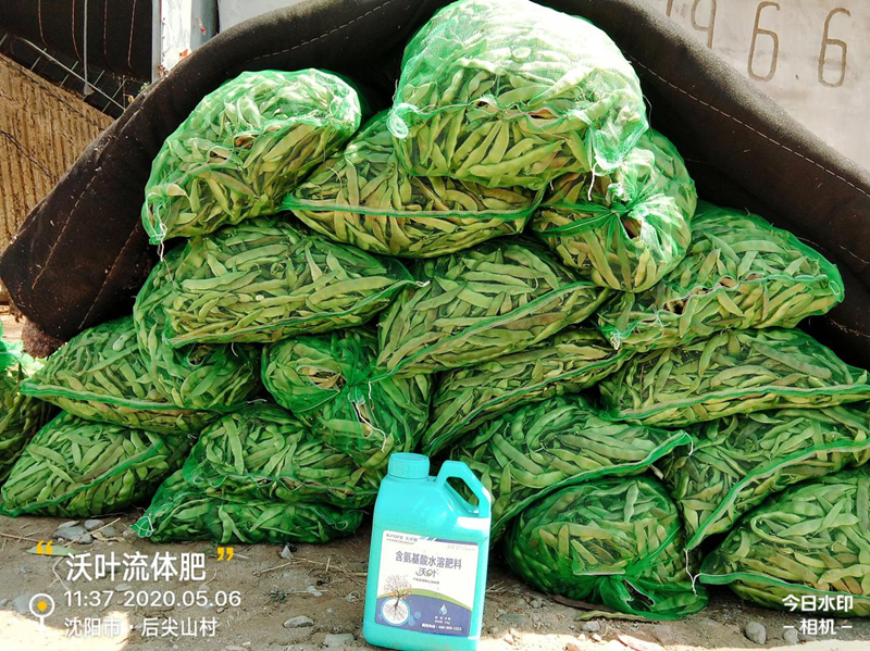 豆角用什么肥料產(chǎn)量高-沃葉流體肥.png