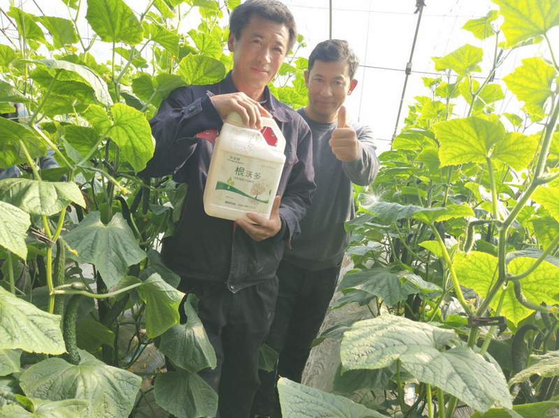 黃瓜結(jié)果期沖什么肥料-采法特根沃多.png
