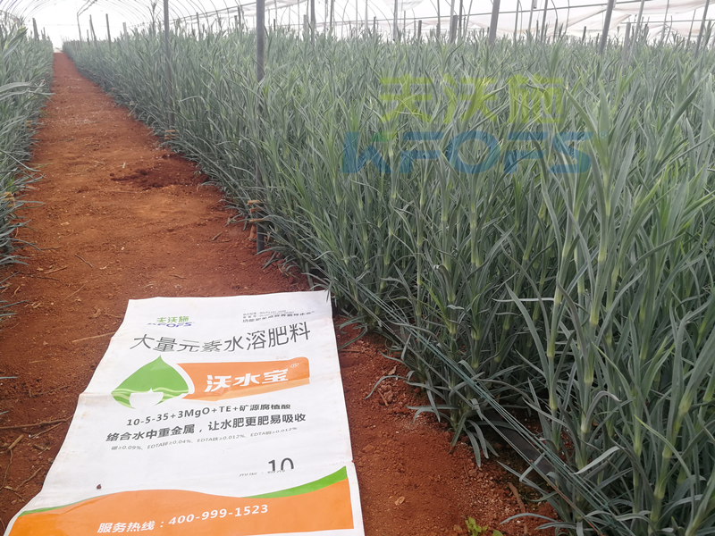 進(jìn)口水溶肥真的好過國產(chǎn)嗎？怎么選擇好？
