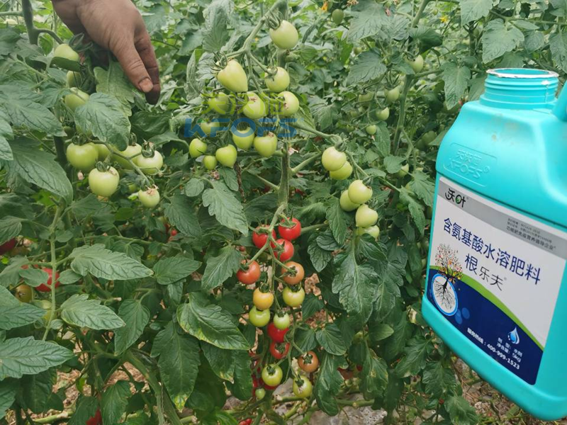 種蔬菜用什么肥料好？您用對了嗎？