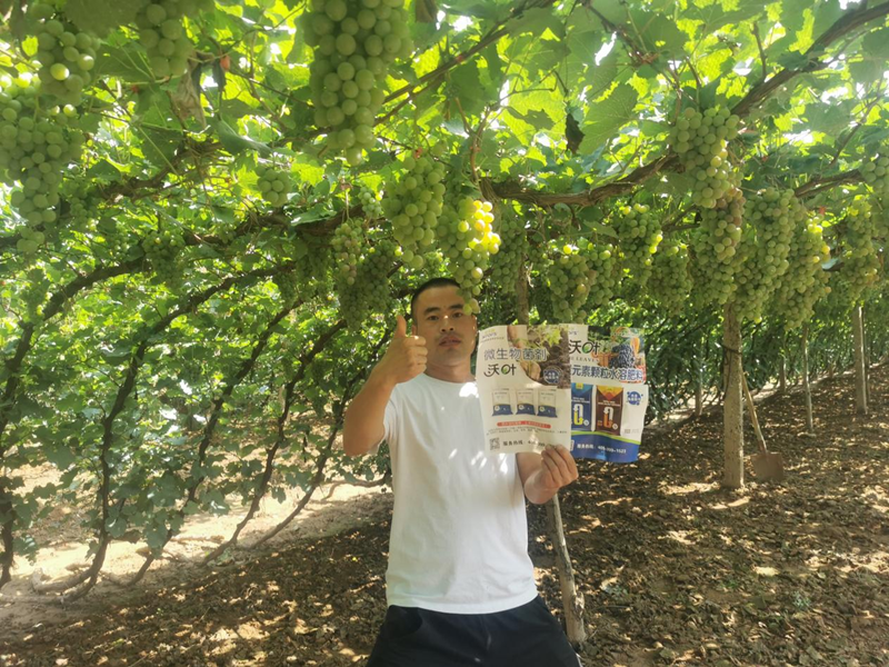 葡萄采收后怎么管理？這五要素一定要做到！