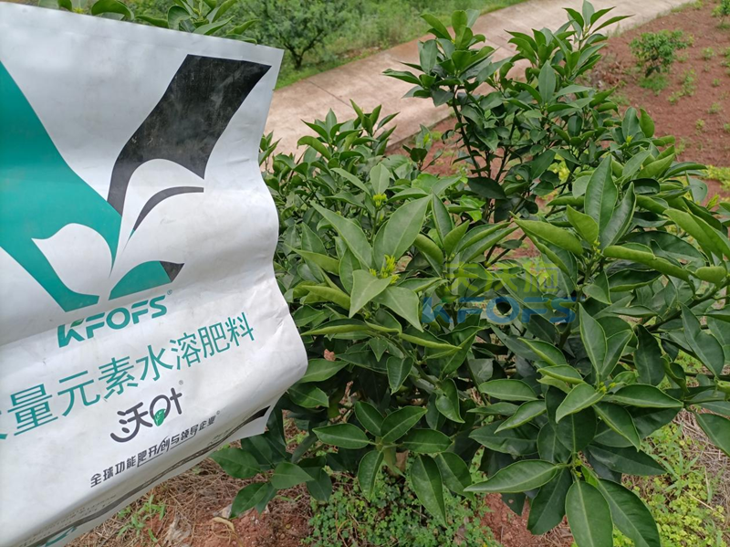 柑橘小樹苗施什么肥好？多年總結(jié)的經(jīng)驗！