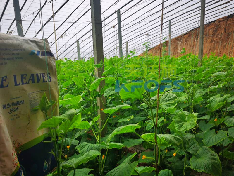 黃瓜沖施什么肥料好？用這款都說好！
