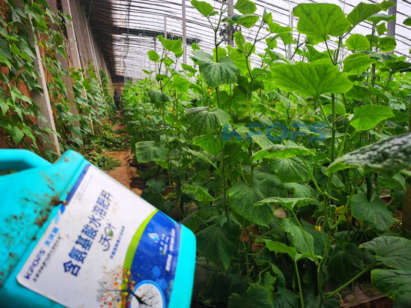 黃瓜結(jié)果期沖施什么肥料？山東張總這樣說！