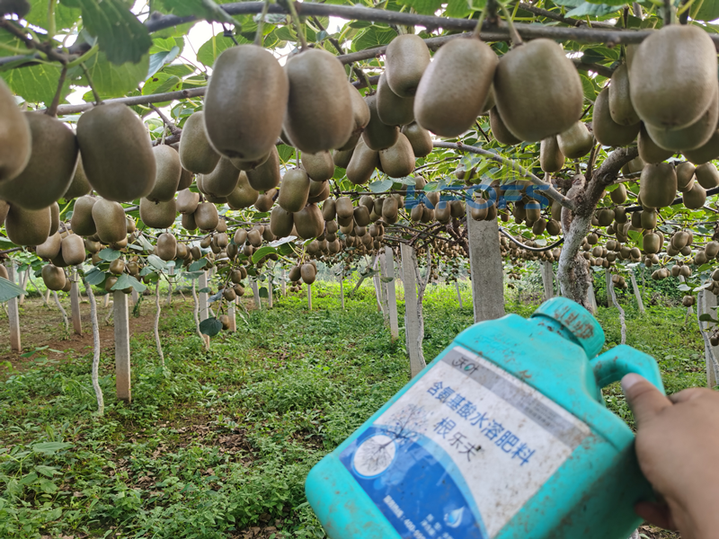 獼猴桃用什么水溶肥好-沃葉根樂夫.png
