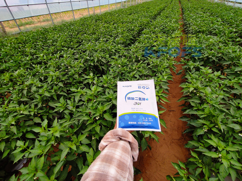 辣椒開花結(jié)果期用什么肥料？趙大叔說沃葉真不錯！