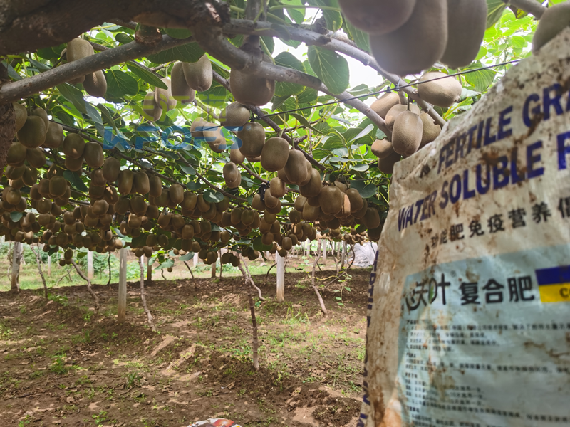 進口水溶肥-沃葉顆粒水溶肥獼猴桃.png
