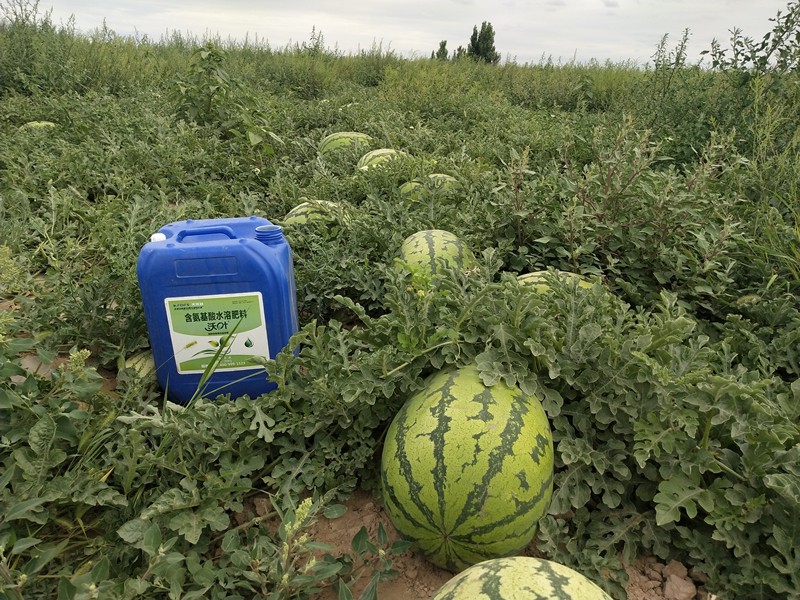 水溶肥-西瓜沖施沃葉流體肥效果.jpg
