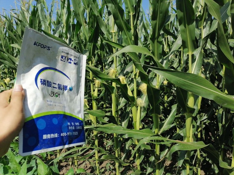 磷酸二氫鉀的用途，對作物有哪些好處