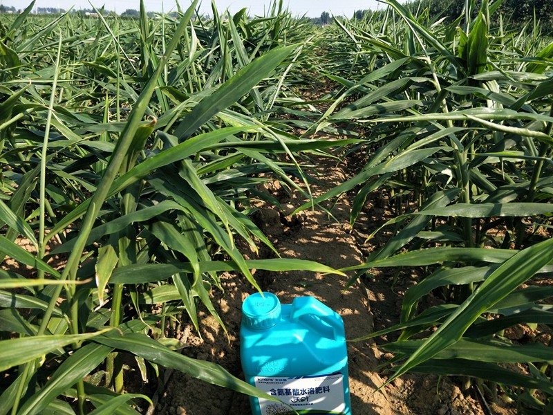 沖施肥的相關(guān)技術(shù)要點是什么？