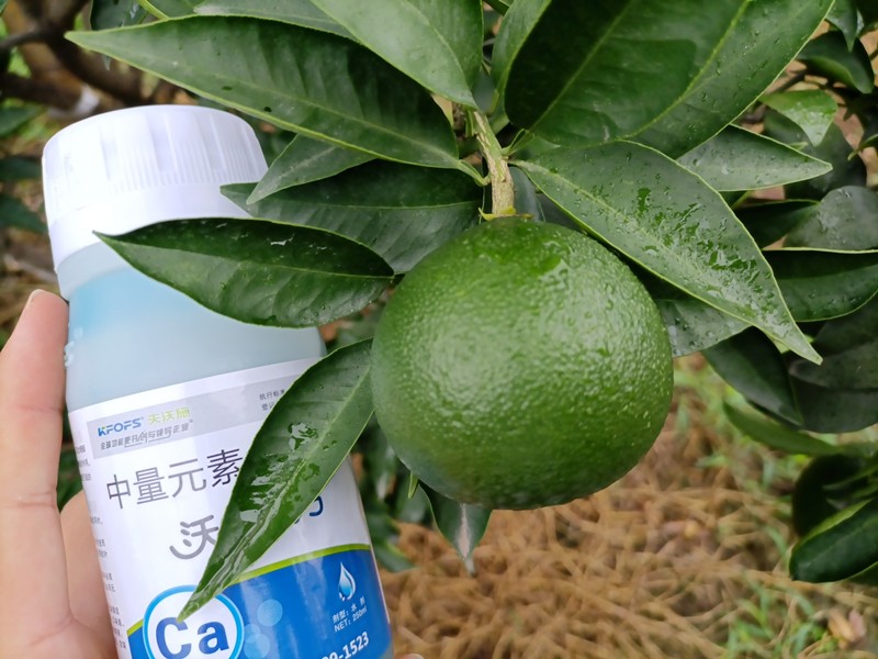 鈣肥-愛(ài)媛柑橘用沃葉鈣肥效果.jpg