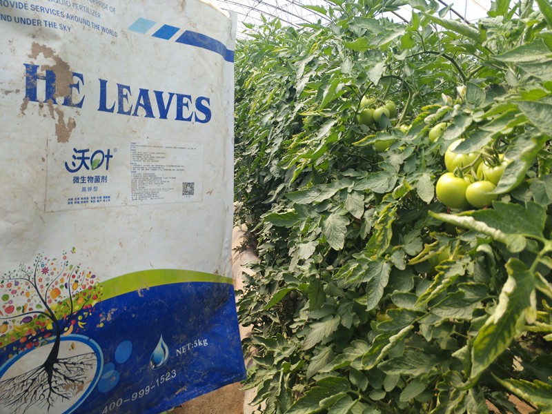 微生物菌劑-番茄用沃葉微生物菌劑效果1.jpg