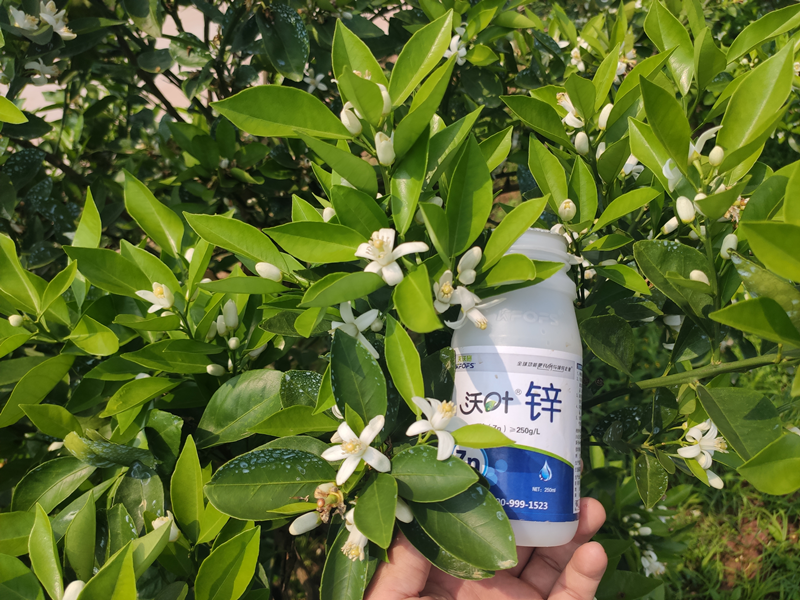 鋅肥為什么必不可少？需要知道這幾點