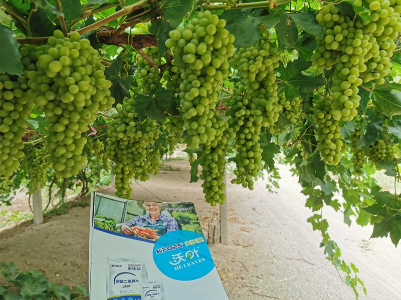 磷酸二氫鉀為什么這么“火”爆？