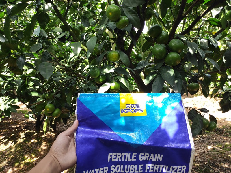顆粒水溶肥-柑橘用沃葉顆粒水溶肥效果1.jpg